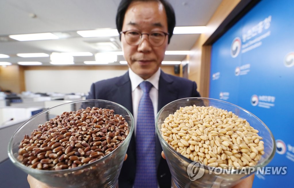 농촌진흥청, 우리 밀 '아리흑' 개발