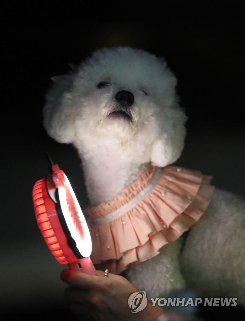 강이지도 더워요