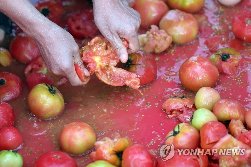 토마토에 숨겨진 황금반지