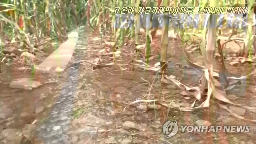 乾燥した北朝鮮のとうもろこし畑（資料写真）＝（朝鮮中央テレビ＝聯合ニュース）