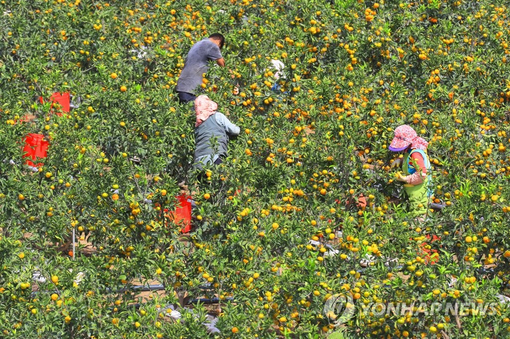 감귤 수확