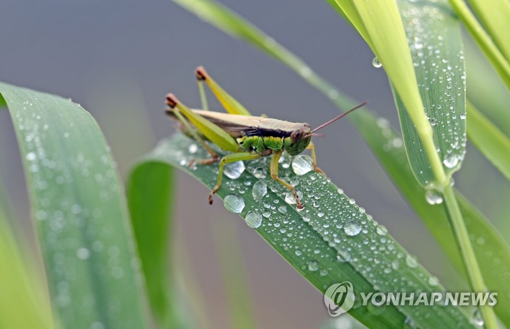 완연한 가을 들녘