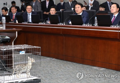 국감장에 '벵갈 고양이' 등장