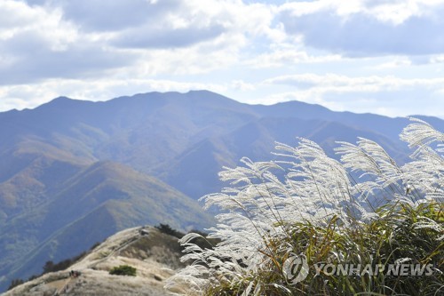 정선 민둥산의 가을 풍경