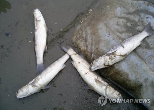 부안 양지포구서 물고기 폐사