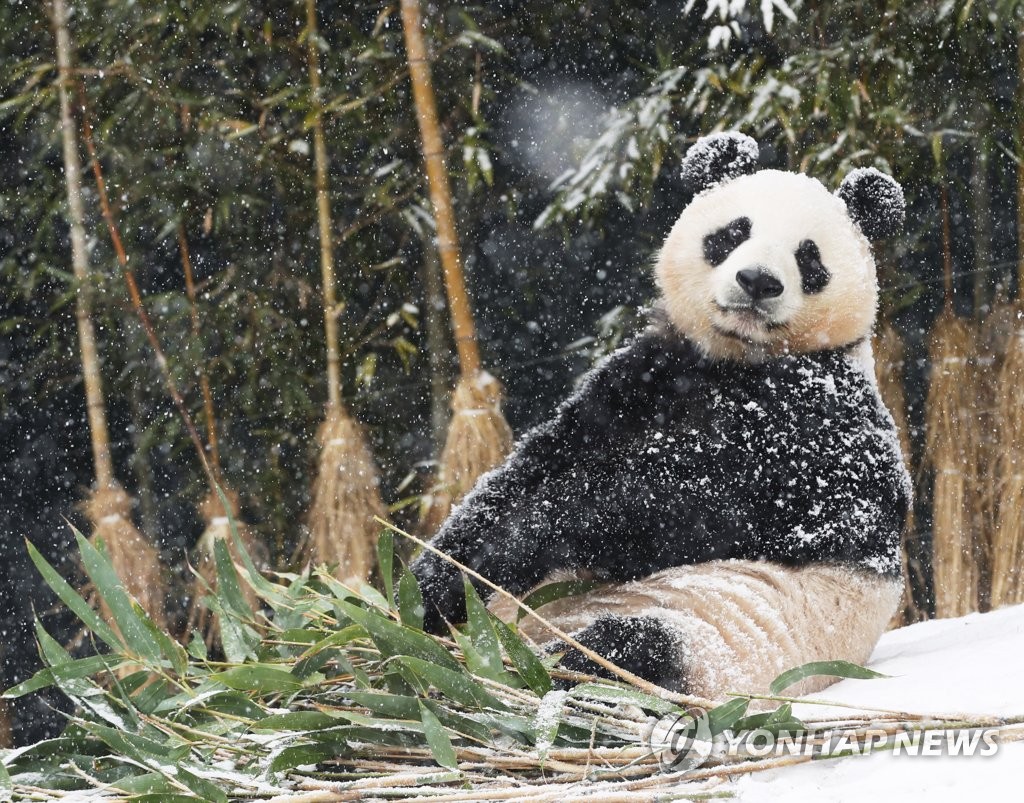 Panda dans la neige Panda dans la neige