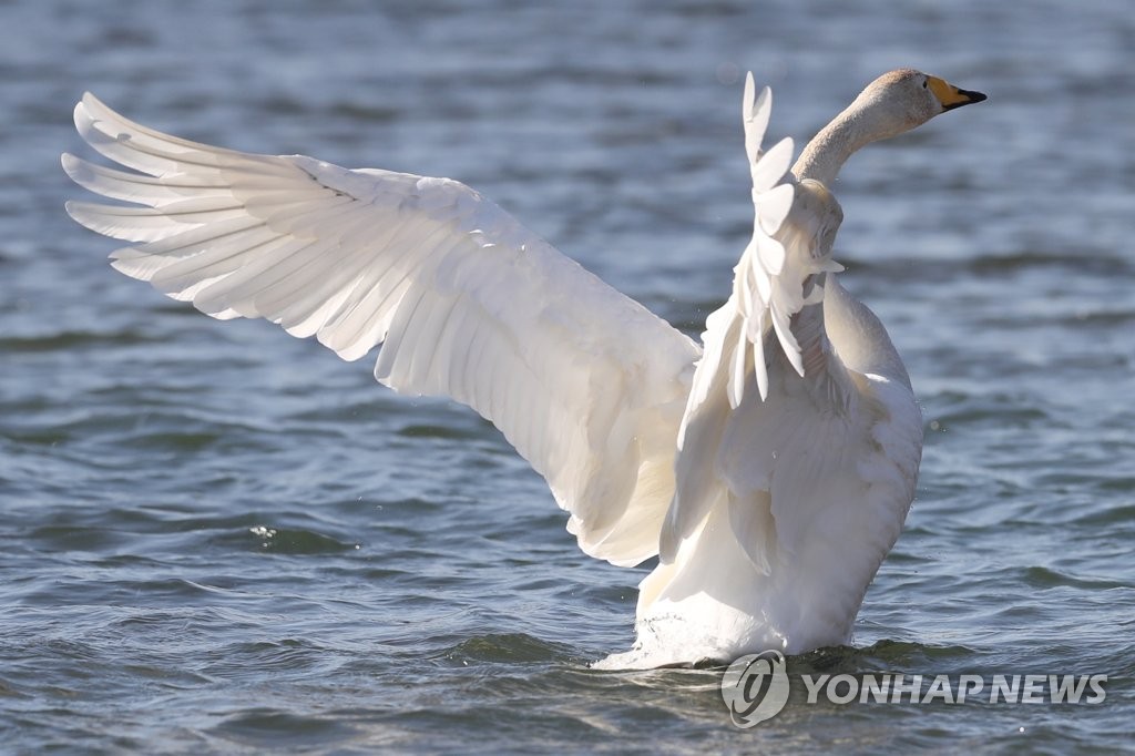 태화강에서 노니는 천연기념물 큰고니