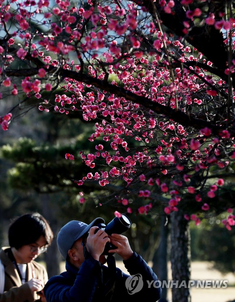 Apricot flowers in bloom Apricot flowers in bloom