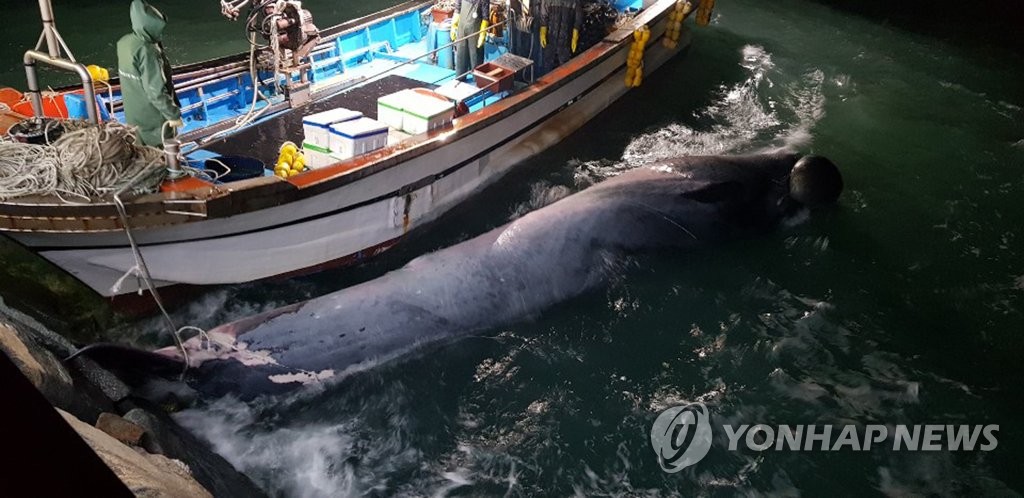 여수 앞바다서 발견된 멸치고래