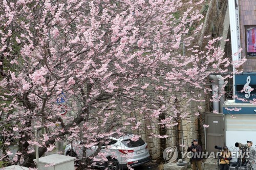 벌써 벚꽃 만개 봄이 왔어요