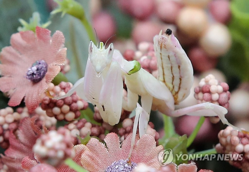 꽃에 숨은 코로나투스꽃사마귀