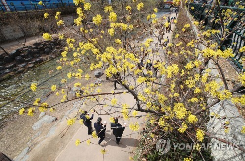봄소식 알리는 산수유