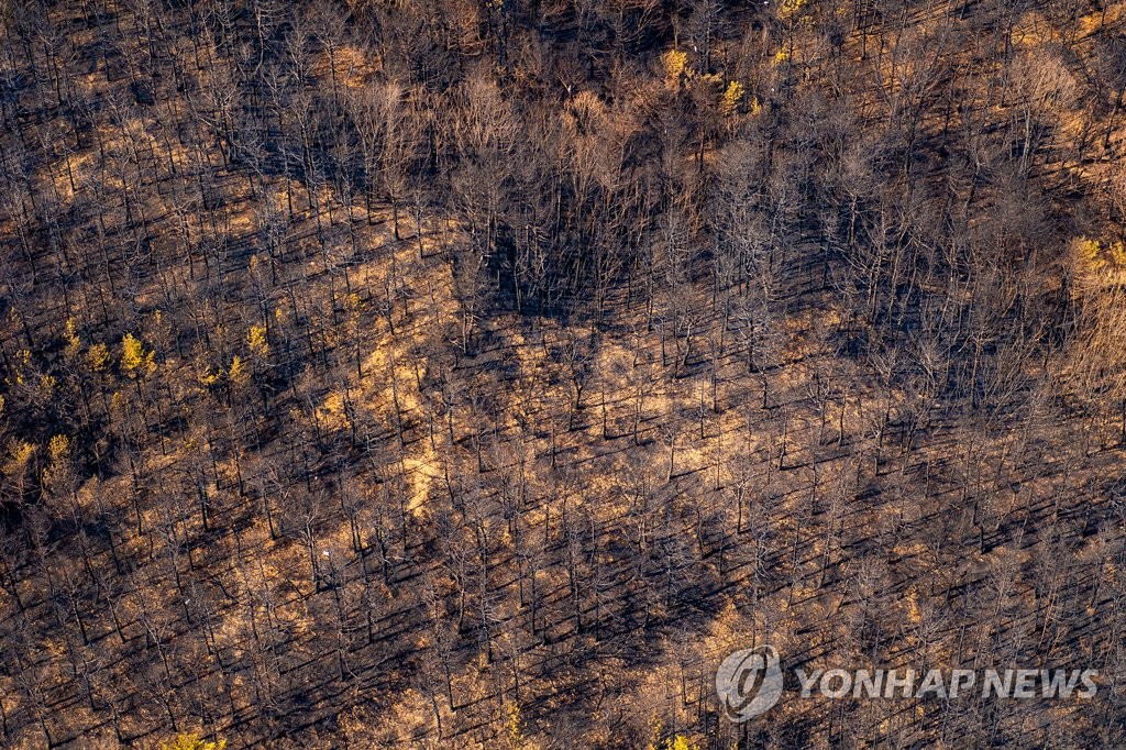 잿더미가 된 산불피해 지역