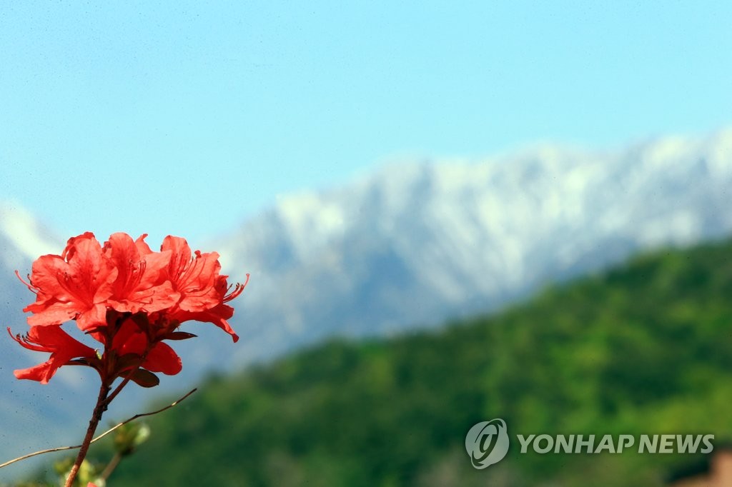 설악산의 붉은 꽃과 하얀 눈