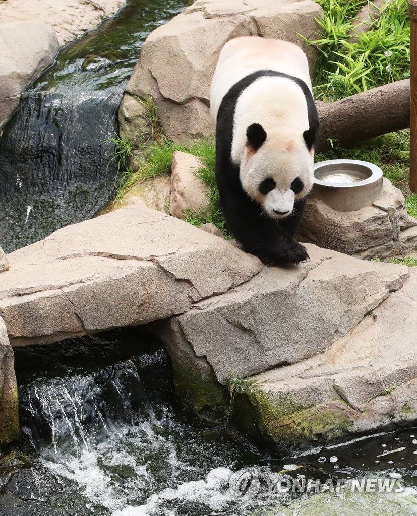 Panda amid heat wave Panda amid heat wave