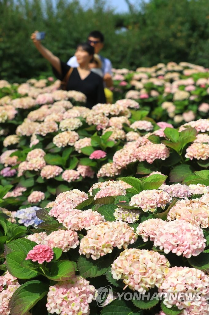 Hydrangeas reach full bloom on S. Korean island Hydrangeas reach full bloom on S. Korean island