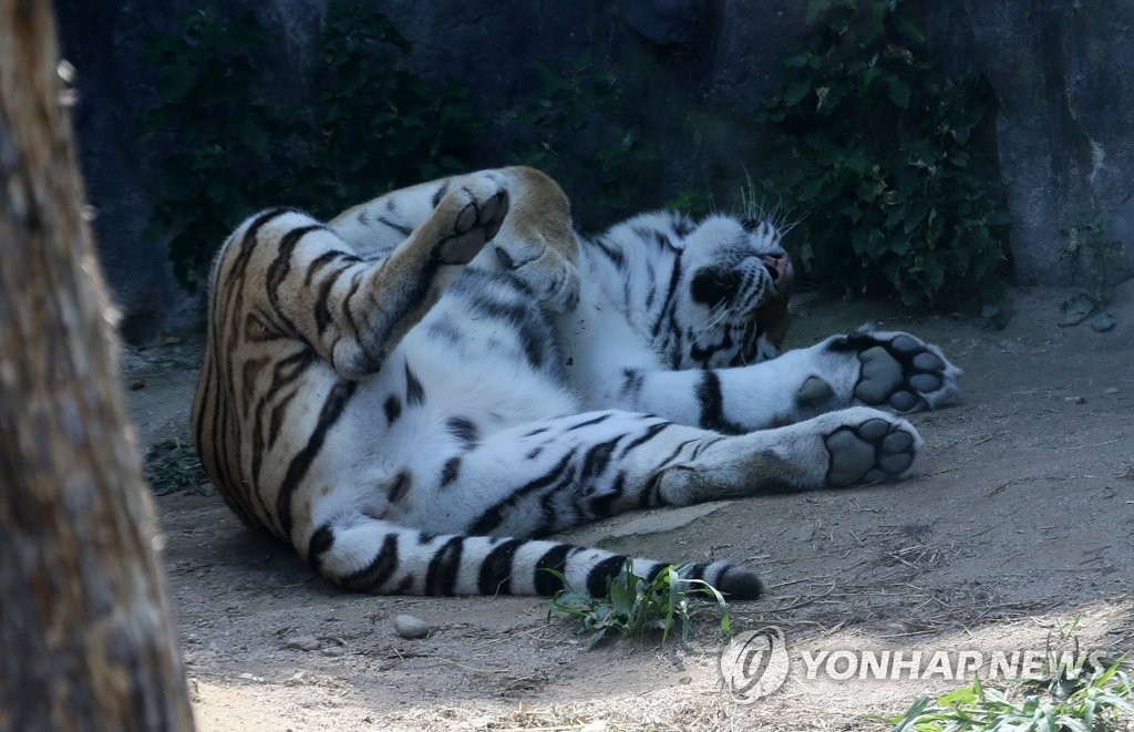 "낮잠이 최고야"…동물들의 폭염나기