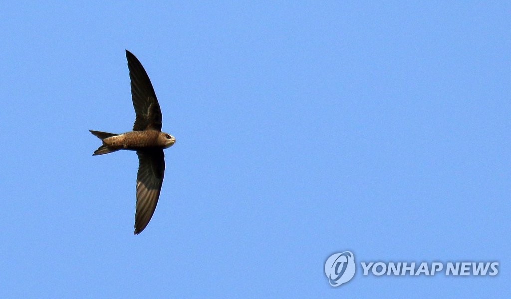 푸른 하늘 비행하는 검은등칼새