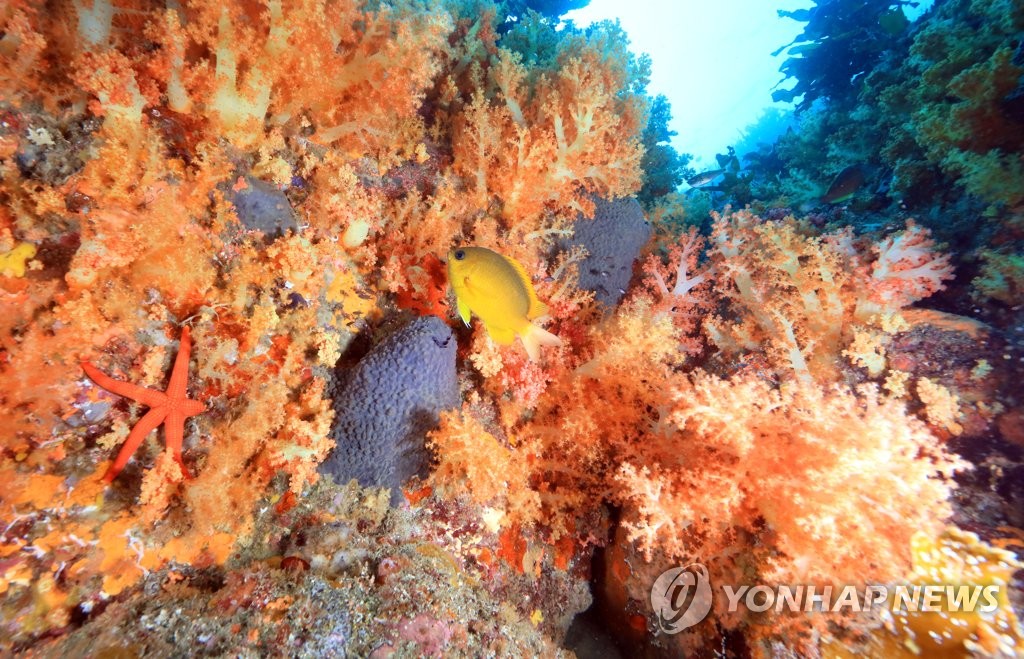 연산호 군락지를 유영하는 노랑자리돔