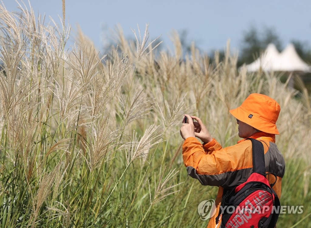 억새와 단풍 패션