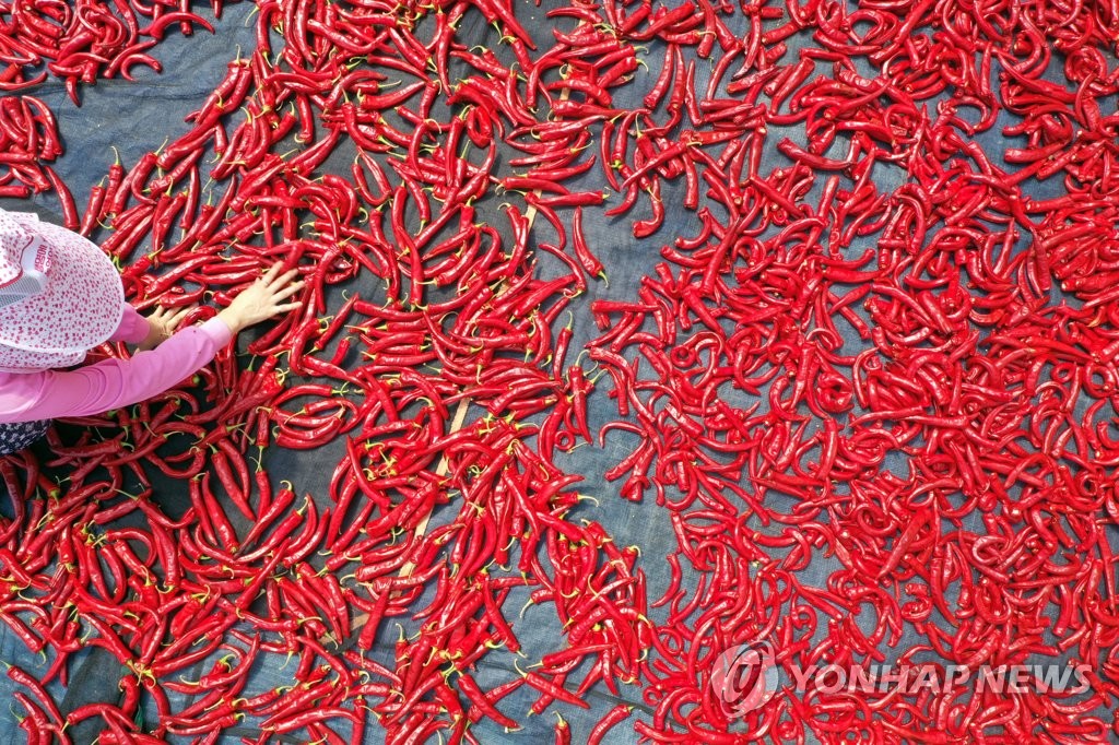 Drying hot peppers Drying hot peppers
