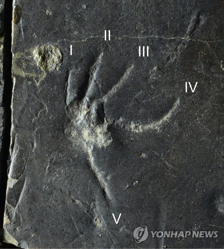 진주 백악기 도마뱀 발자국 화석