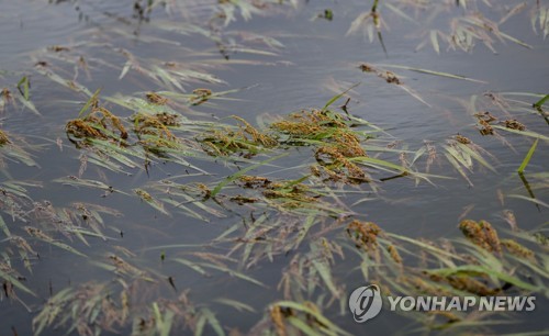 '가을걷이 앞두고…'