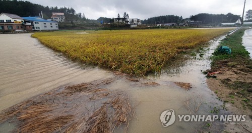침수된 강릉 농경지