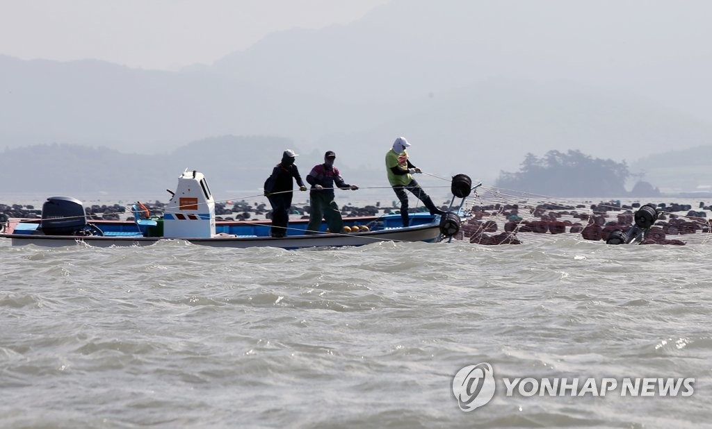김 양식시설 복구하는 어민들