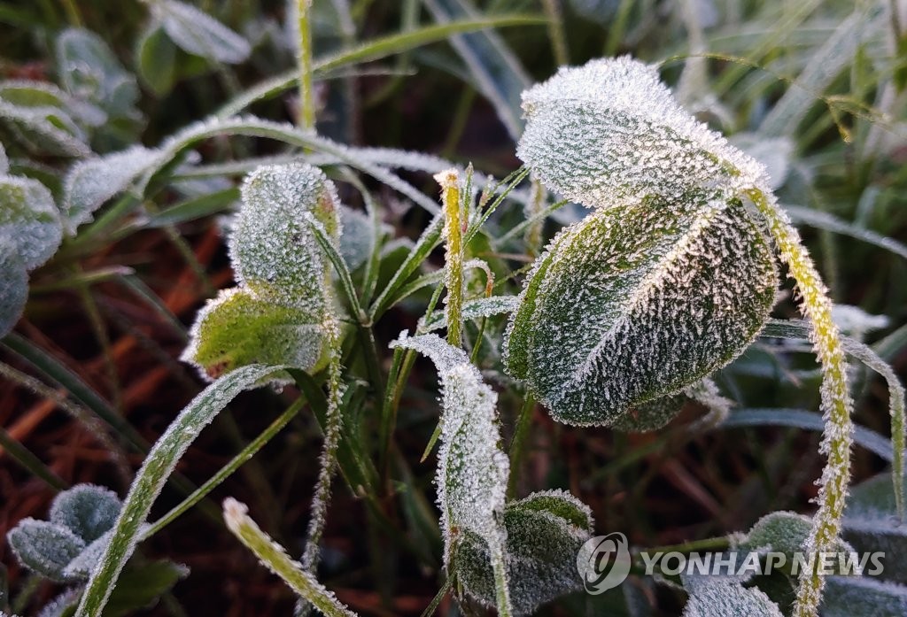 지난 9일 대관령 서리