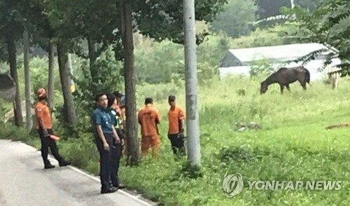 탈출한 말