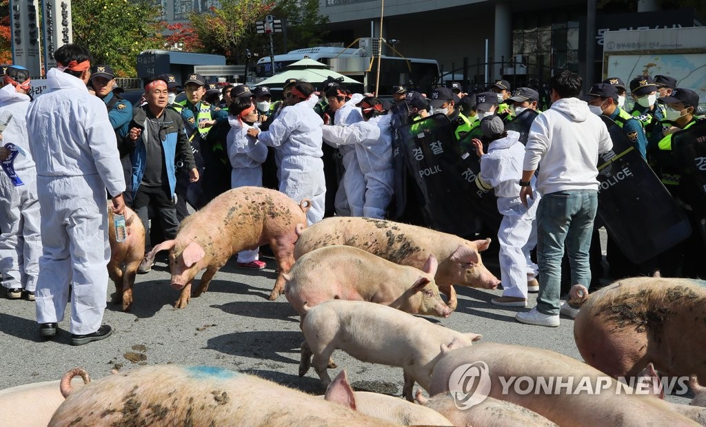 돼지 몰고 농식품부 진입 시도하는 농민들