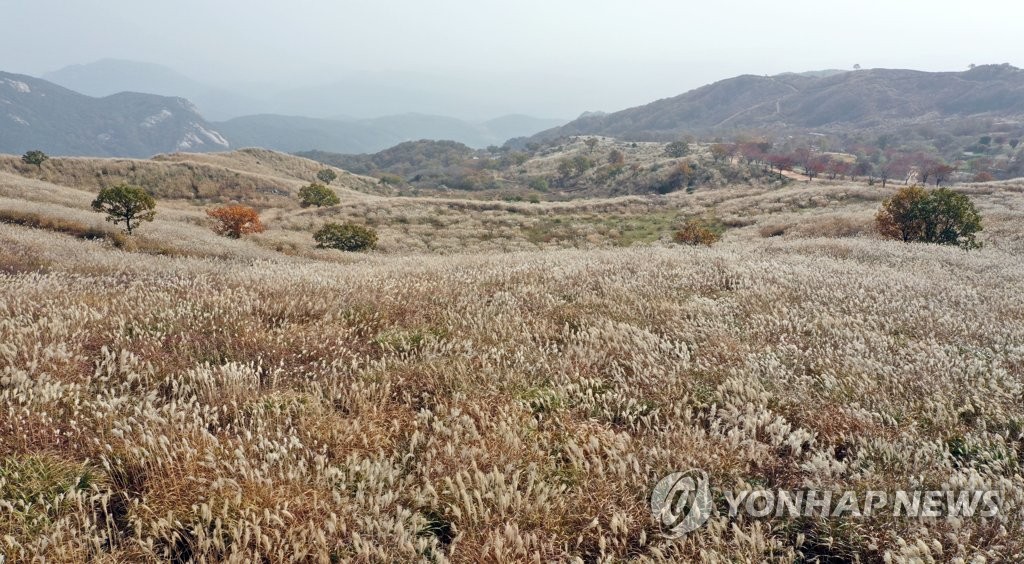 황매산 억새 장관