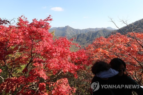 내장산 단풍 '장관'