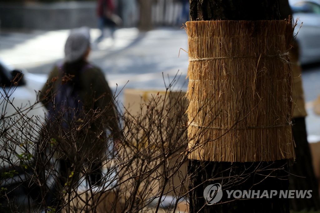 '입동이니 나무에게도 옷을'
