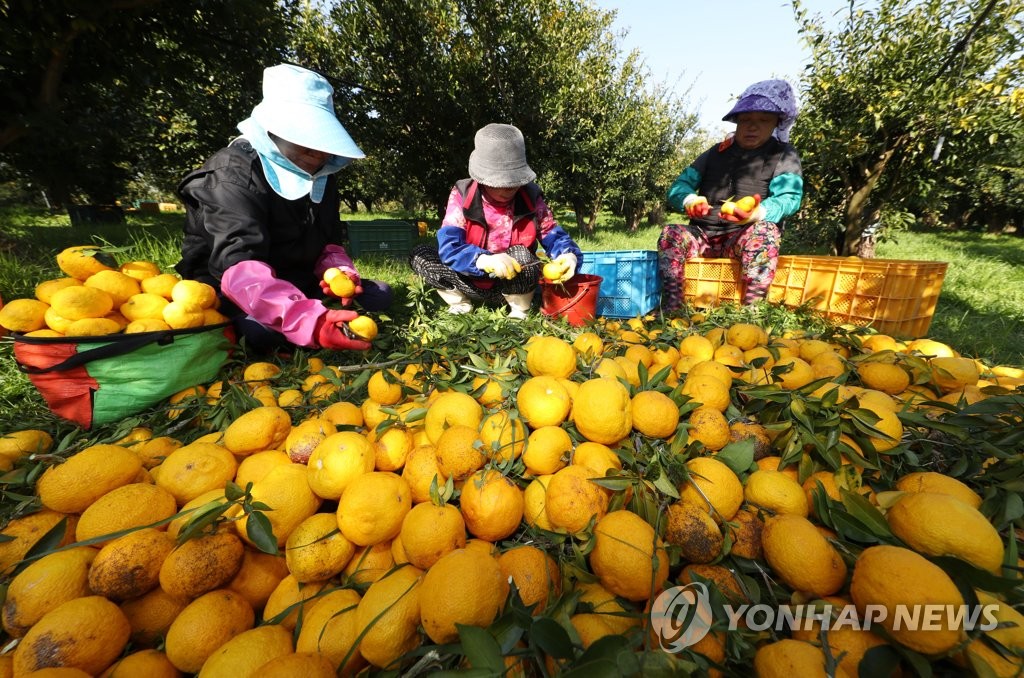 황금빛 유자, 풍성한 수확