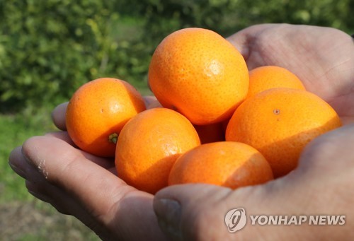 국산 감귤 신품종 '미니향'