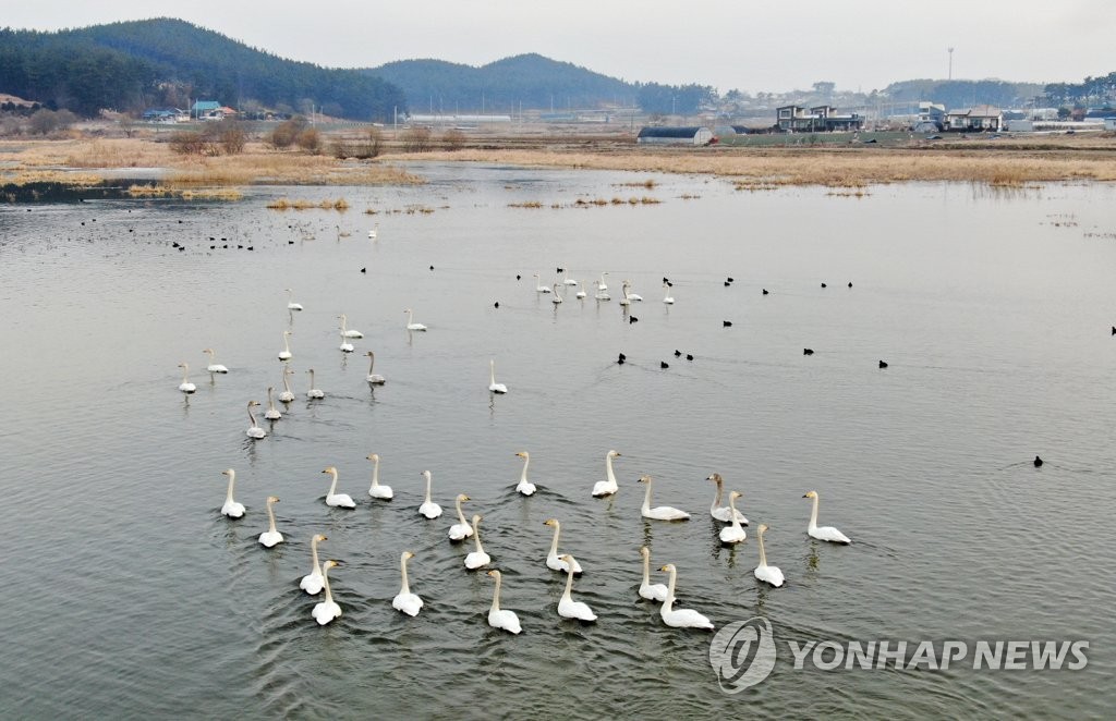 Cisnes cantores en Taean Cisnes cantores en Taean