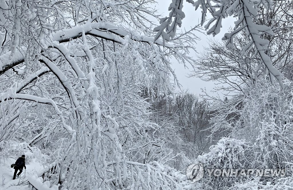태백산에 활짝 핀 눈꽃