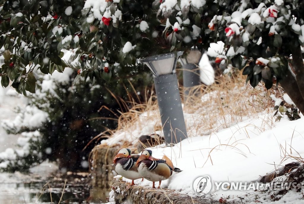 눈 쌓인 동백꽃 아래 원앙