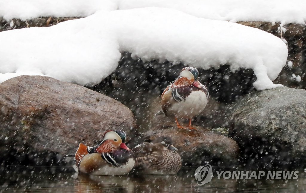 폭설 맞는 원앙