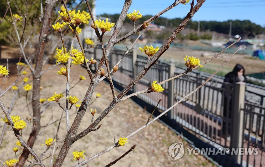 오늘은 우수…꽃망울 터트린 산수유