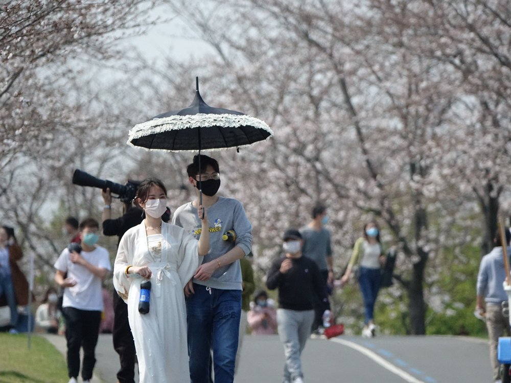 마스크 쓰고 벚꽃놀이 즐기는 상하이 시민들