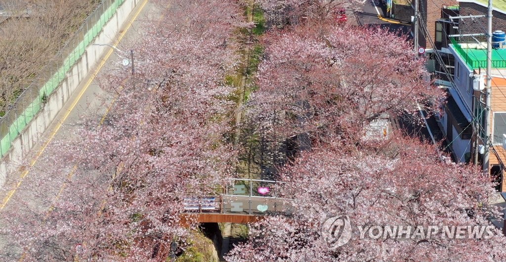 人影消えた桜の名所 人影消えた桜の名所
