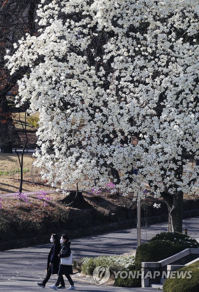 Magnolias in bloom Magnolias in bloom