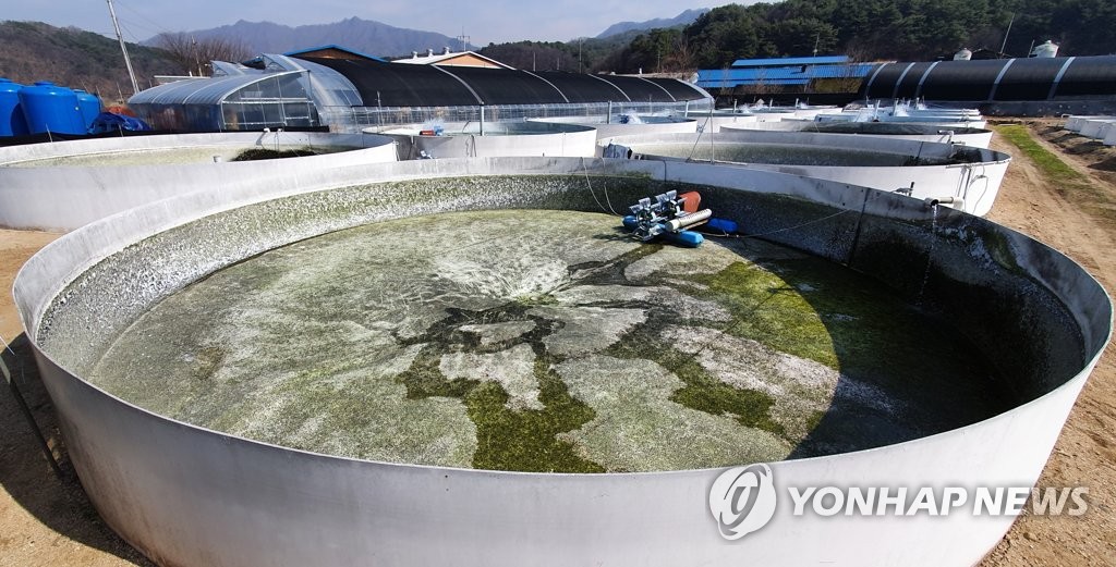 산천어 폐기 처분 뒤 텅빈 수조