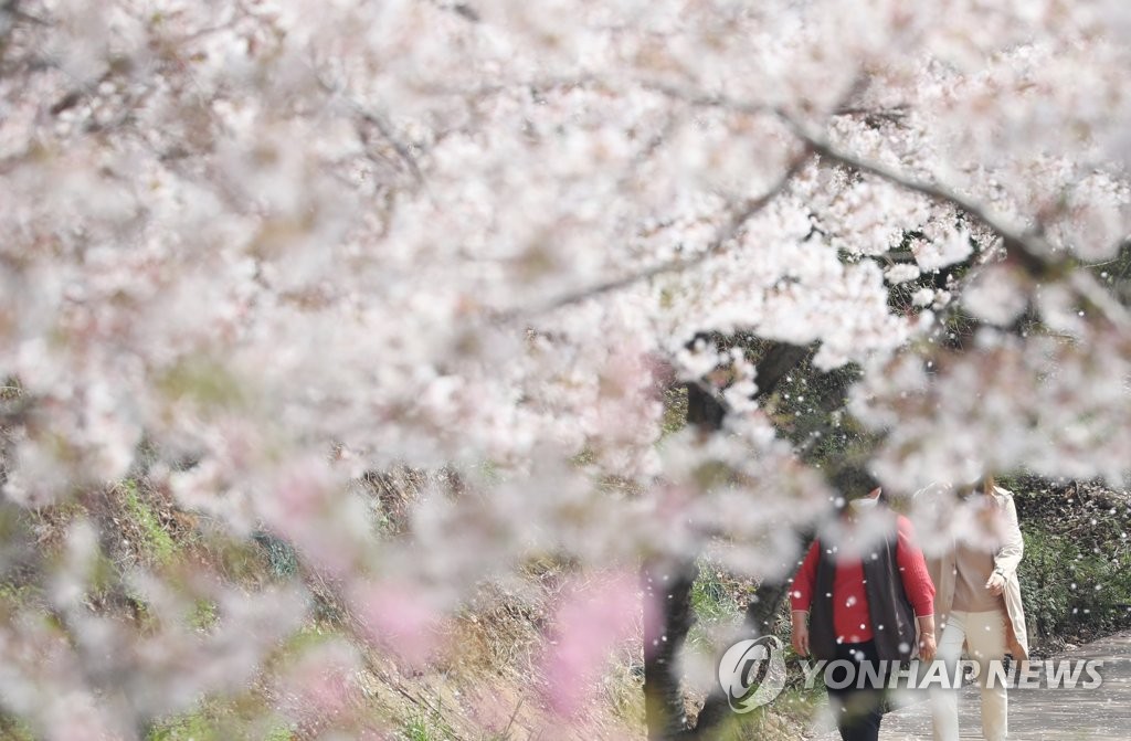 울산시 동구 도로변에 만개한 벚꽃…봄 절정