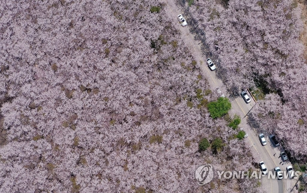 '환상의 벚꽃 드라이브'…부산 황령산