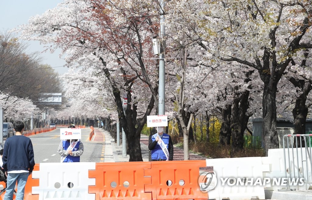 벚꽃만 활짝