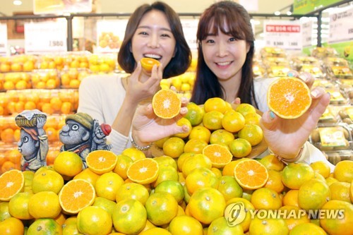 '새콤한 제주 하우스 감귤'